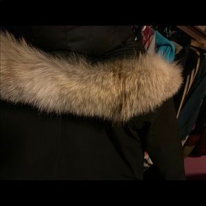 Canada goose montebello